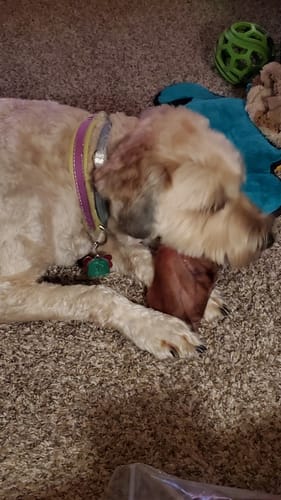 Customer photo review of Pig Ears