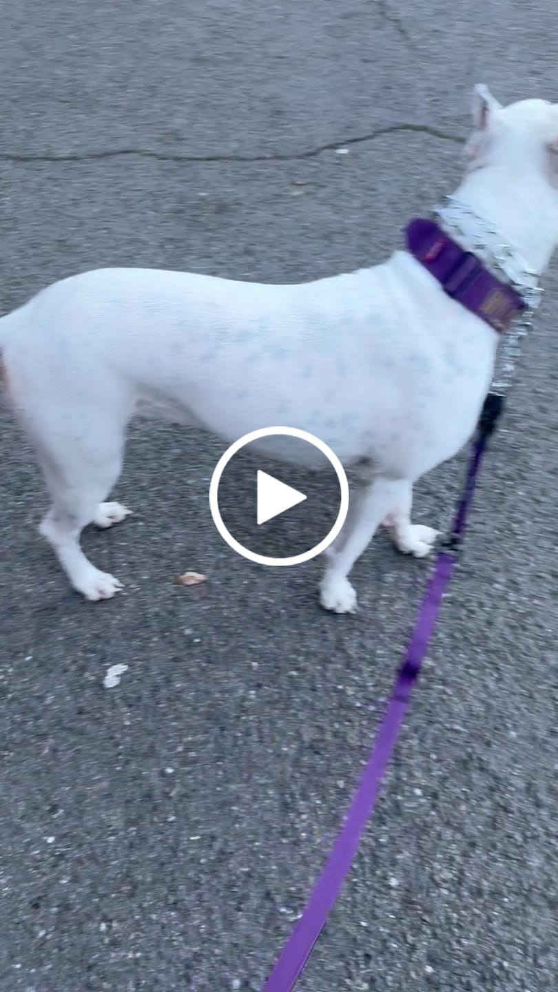 Customer video review of Tacti Dog Leash - Grape