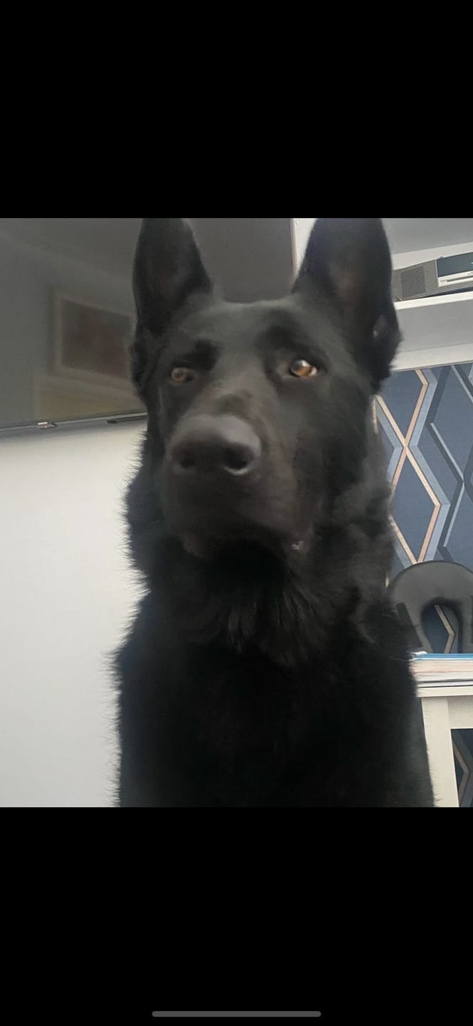 Customer photo review of British Venison Dry Food