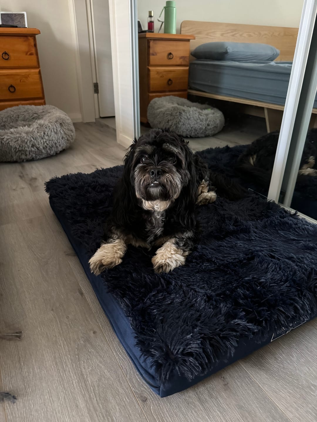 Customer photo review of Calming Cover for Kangaroo Crate Mat