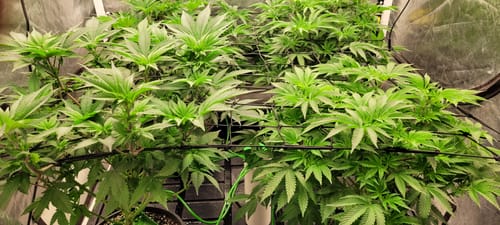 Customer photo review of AC Infinity Trellis Netting for 4x4 Grow Tents