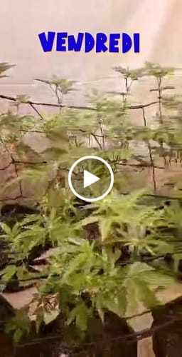 Customer video review of CANNA Rhizotonic XP