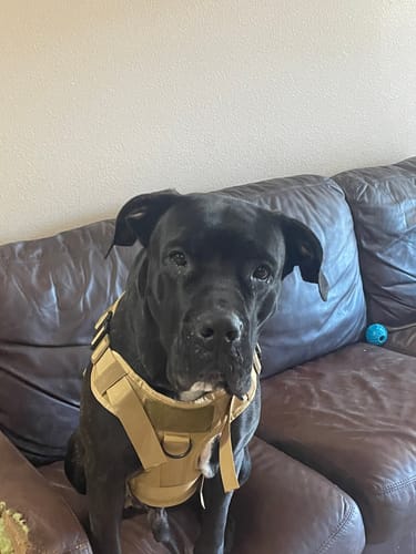 Customer photo review of Classic Heavy-Duty Tactical No-Pull Team K9™ Dog Harness With Front & Back D-Rings, Quick-Release Metal-Buckles, Hook & Loop Panels, & Top Handle