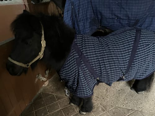 Customer photo review of Rhinegold Box Weave Cooler