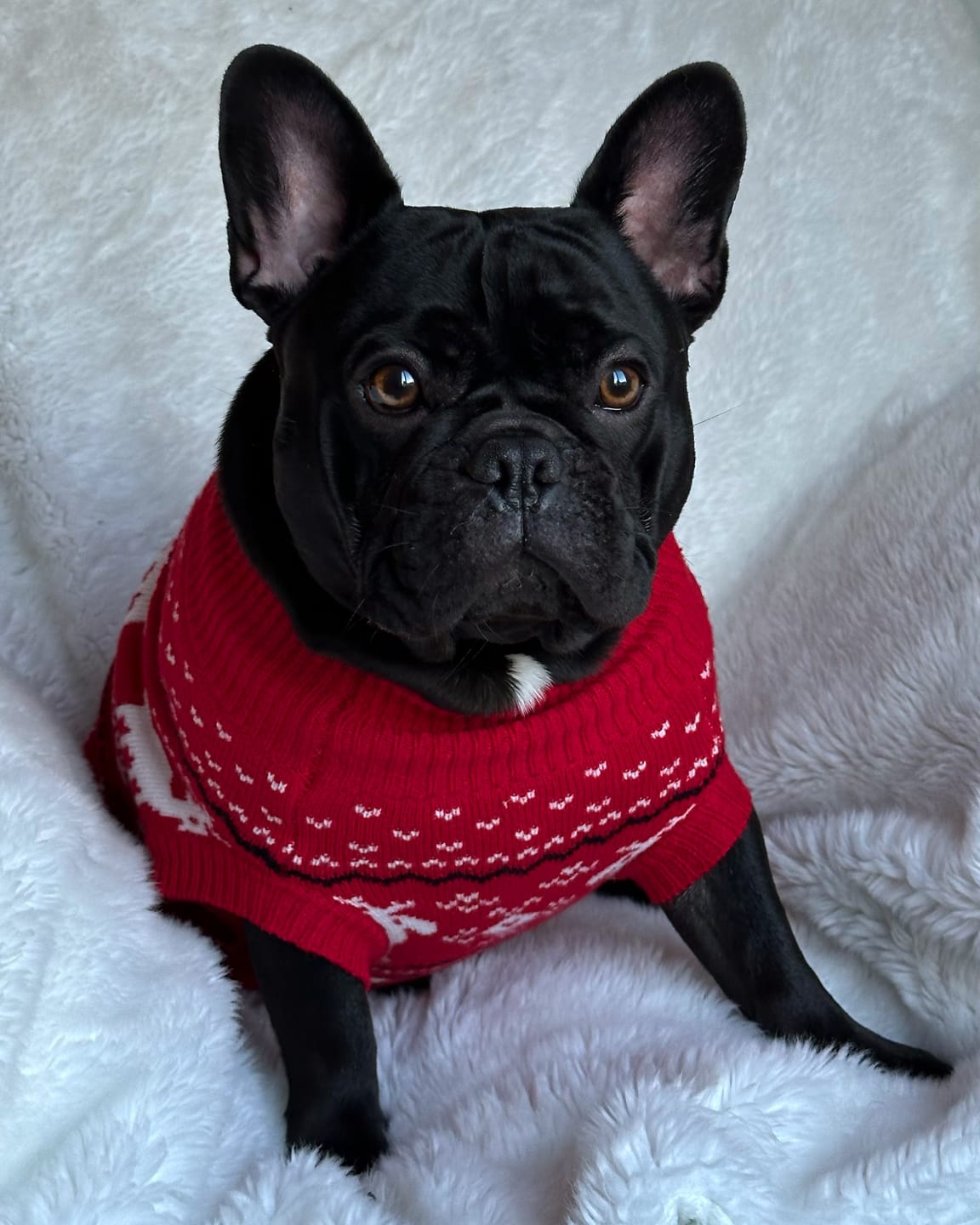 Customer photo review of Knit Christmas Dog Sweater - Dasher Red
