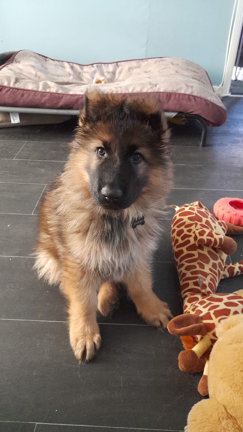 Customer photo review of MultiProtein Dry Puppy Food