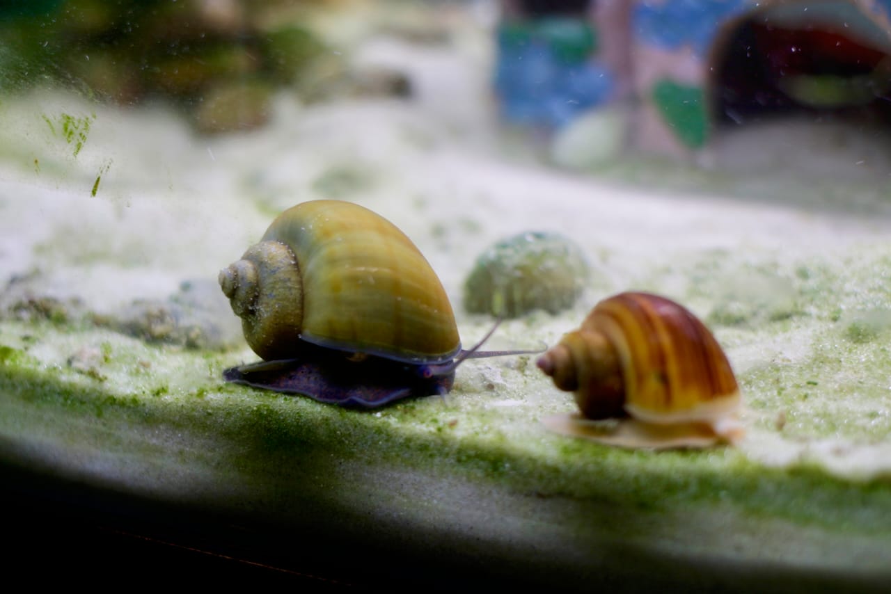 Customer photo review of Jade Mystery Snail