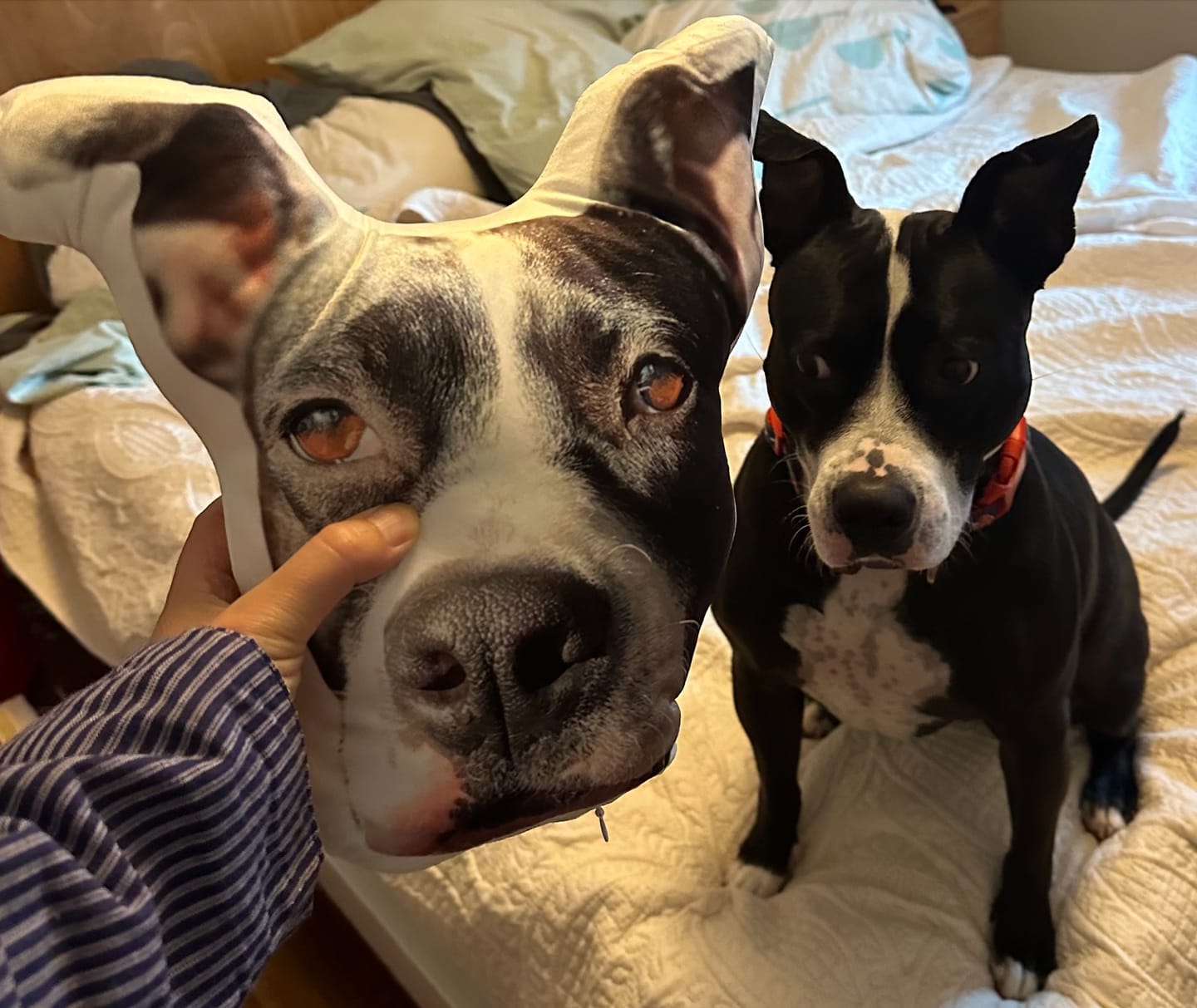 Customer photo review of Custom Pet Face Shaped Pillow from Your Pet Photos, Customized Pet Head Pillows