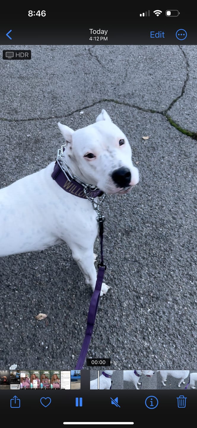 Customer photo review of 2" Tactik Dog Collar - Grape