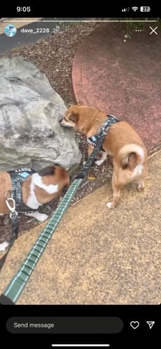 Customer photo review of Dog Lovers Pack | 50% Off