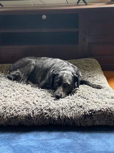 Customer photo review of PaWz SuperMat Calming Bed