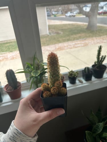 Customer photo review of Copper King Cactus | Mammillaria elongata