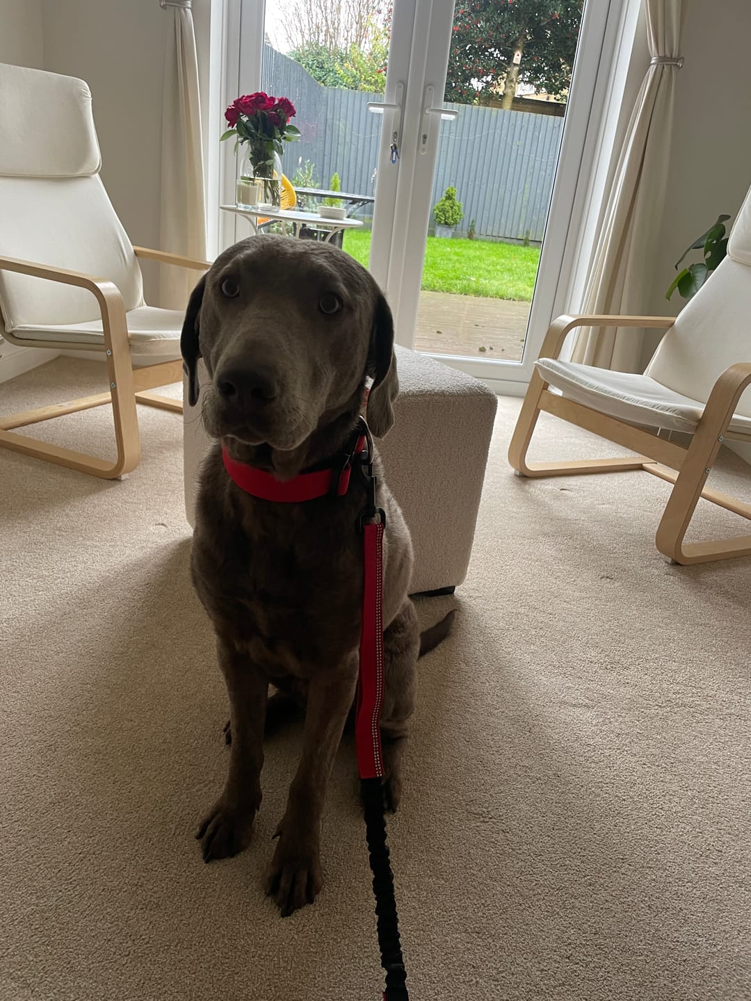 Customer photo review of 4cm Combat® Collar | With Handle & Rated Clip - Red v2.0