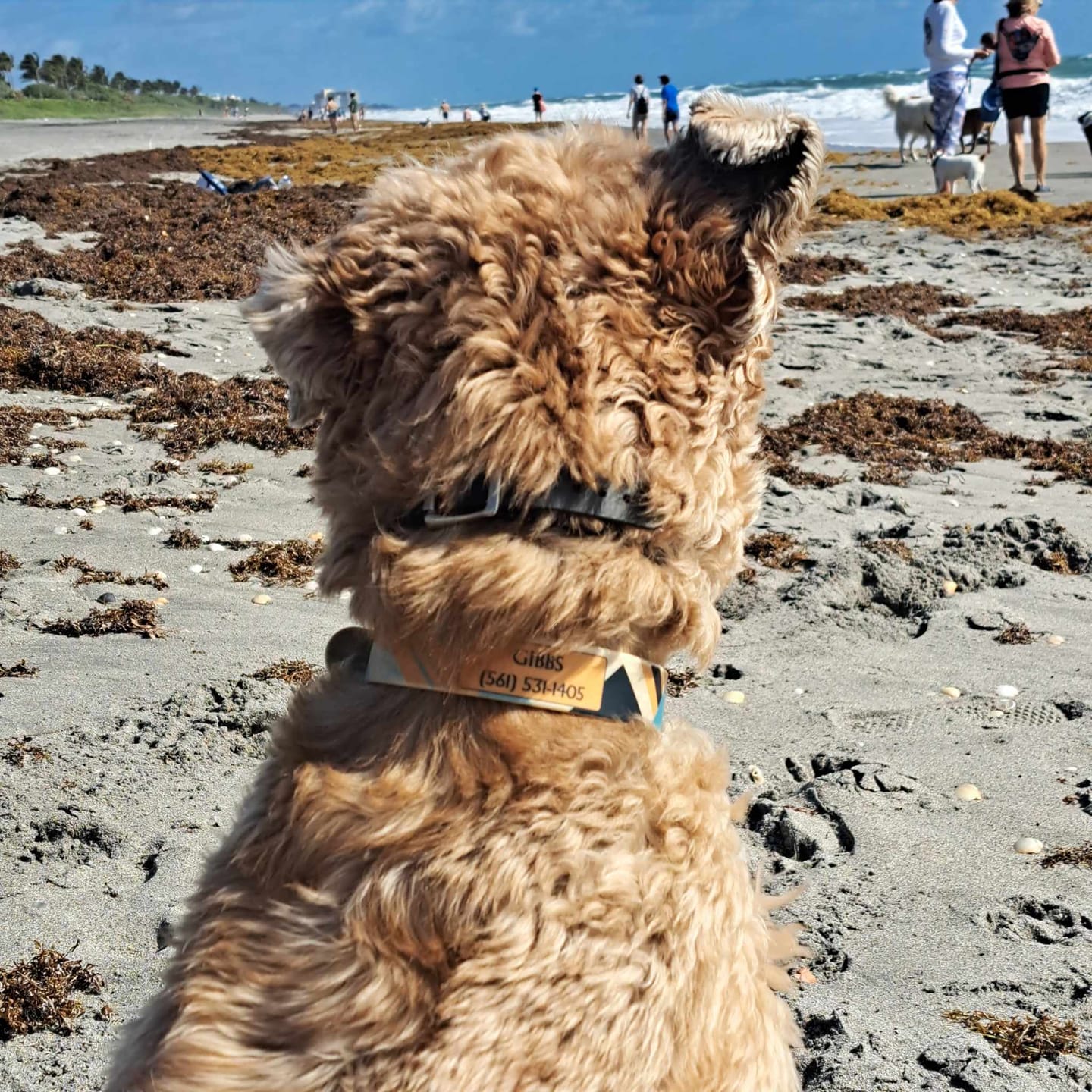 Customer photo review of Aloha Dog Collar