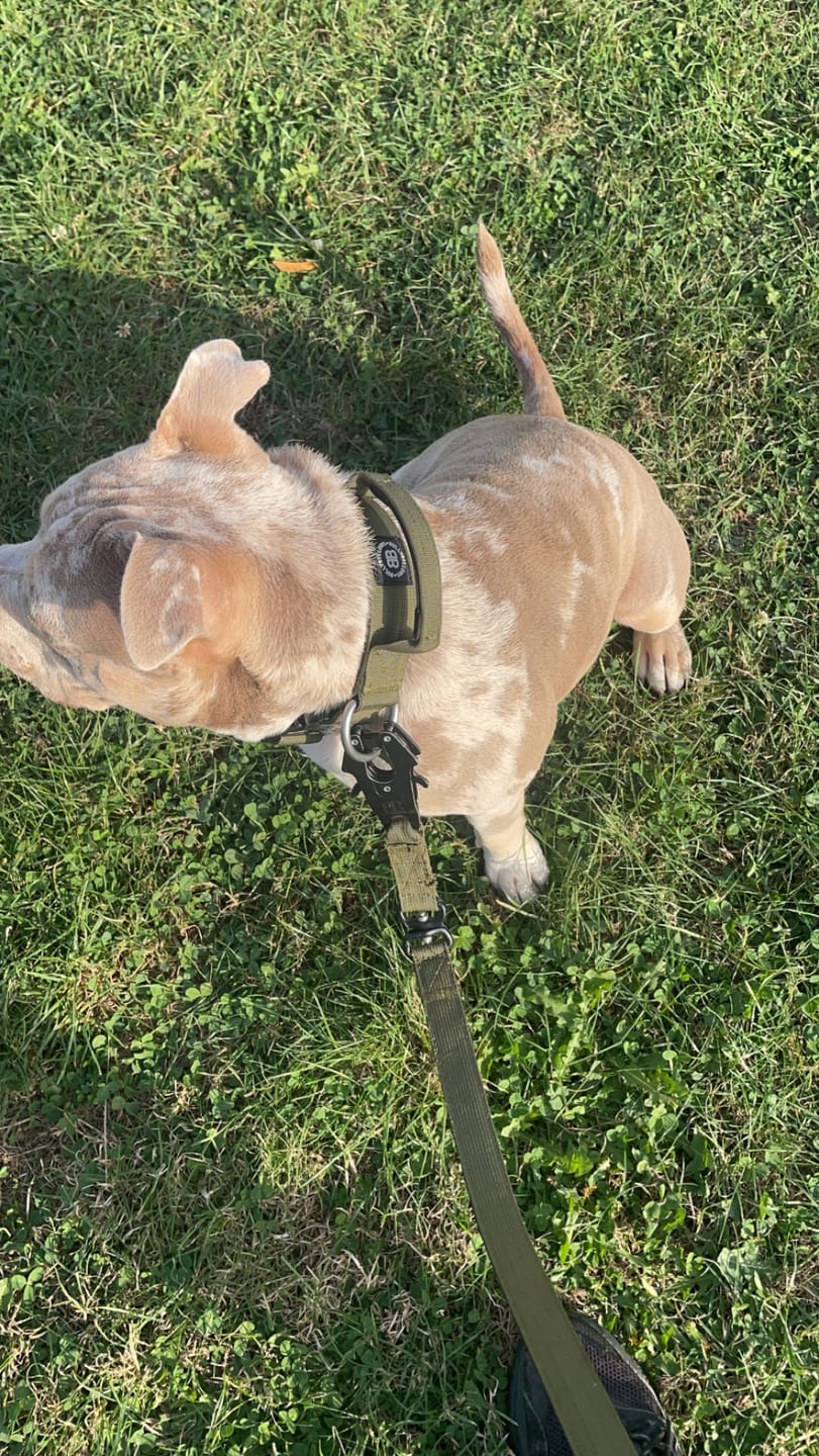 Customer photo review of 4cm Combat® Collar | With Handle & Rated Clip -  Khaki v2.0