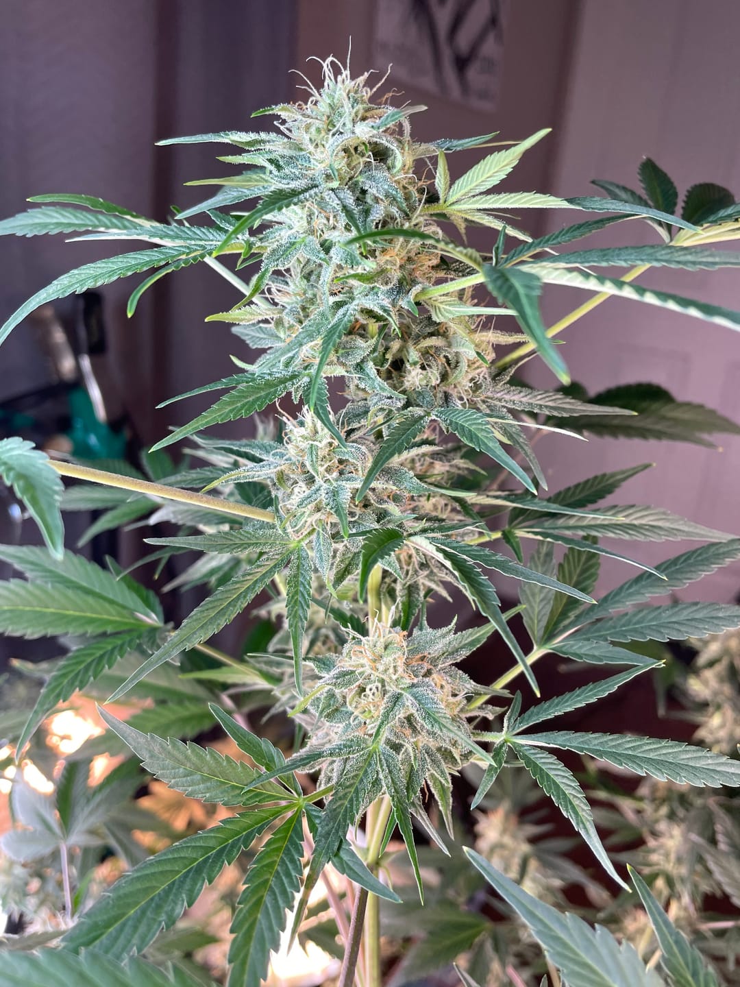 Customer photo review of GRO SEED™