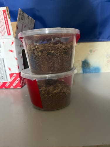 Customer photo review of GrubTerra Fresh Black Soldier Fly Larvae for Reptiles
