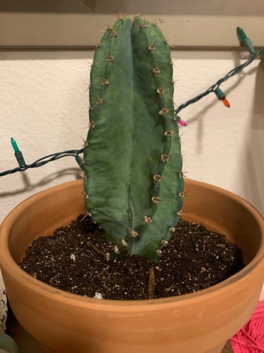 Customer photo review of Twist Cactus | Cereus peruvianus Spiralis