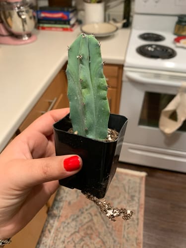 Customer photo review of Blue Candle Cactus | Myrtillocactus Geometrizans