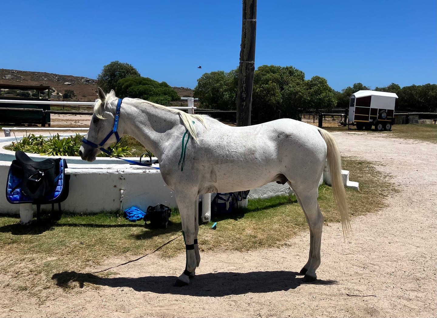 Customer photo review of Flexcare Equine (Joint Supplement For Horses)