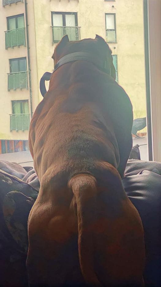 Customer photo review of 5cm Combat® Collar | With Handle & Rated Clip - Metal Grey v2.0