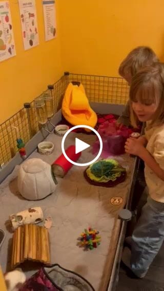 Customer video review of Original GuineaDad Liner