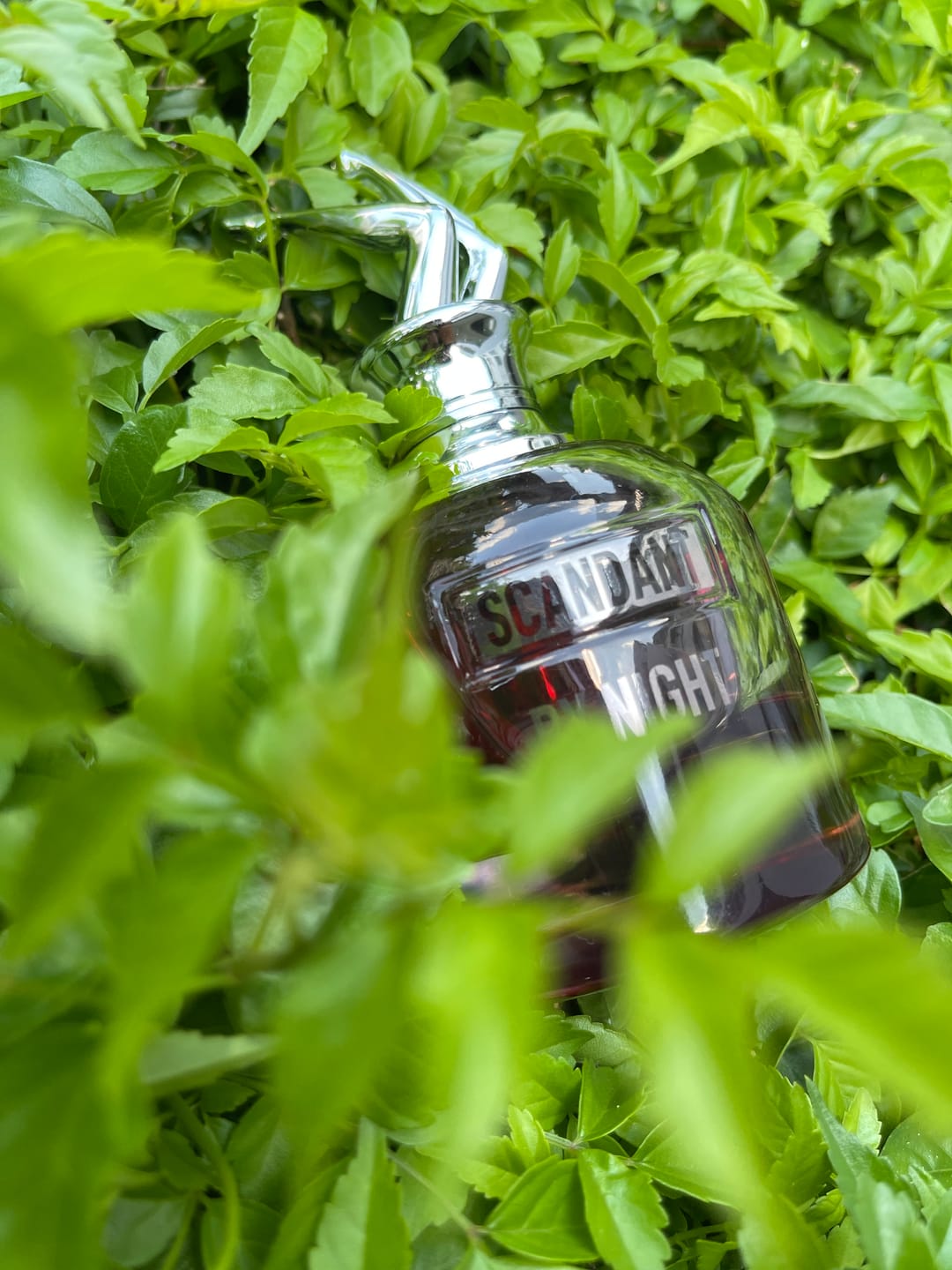 Customer photo review of Scandant By Night edp