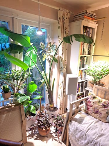 Customer photo review of Pianta Grow Light and Enna Plug-in Ceiling Pendant Bundle