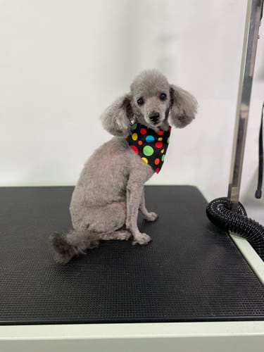 Customer photo review of Manuka Balm Distraction Treat Bundle