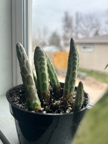 Customer photo review of Pickle Plant | Senecio Stapeliiformis