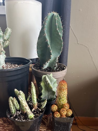 Customer photo review of Twist Cactus | Cereus peruvianus Spiralis