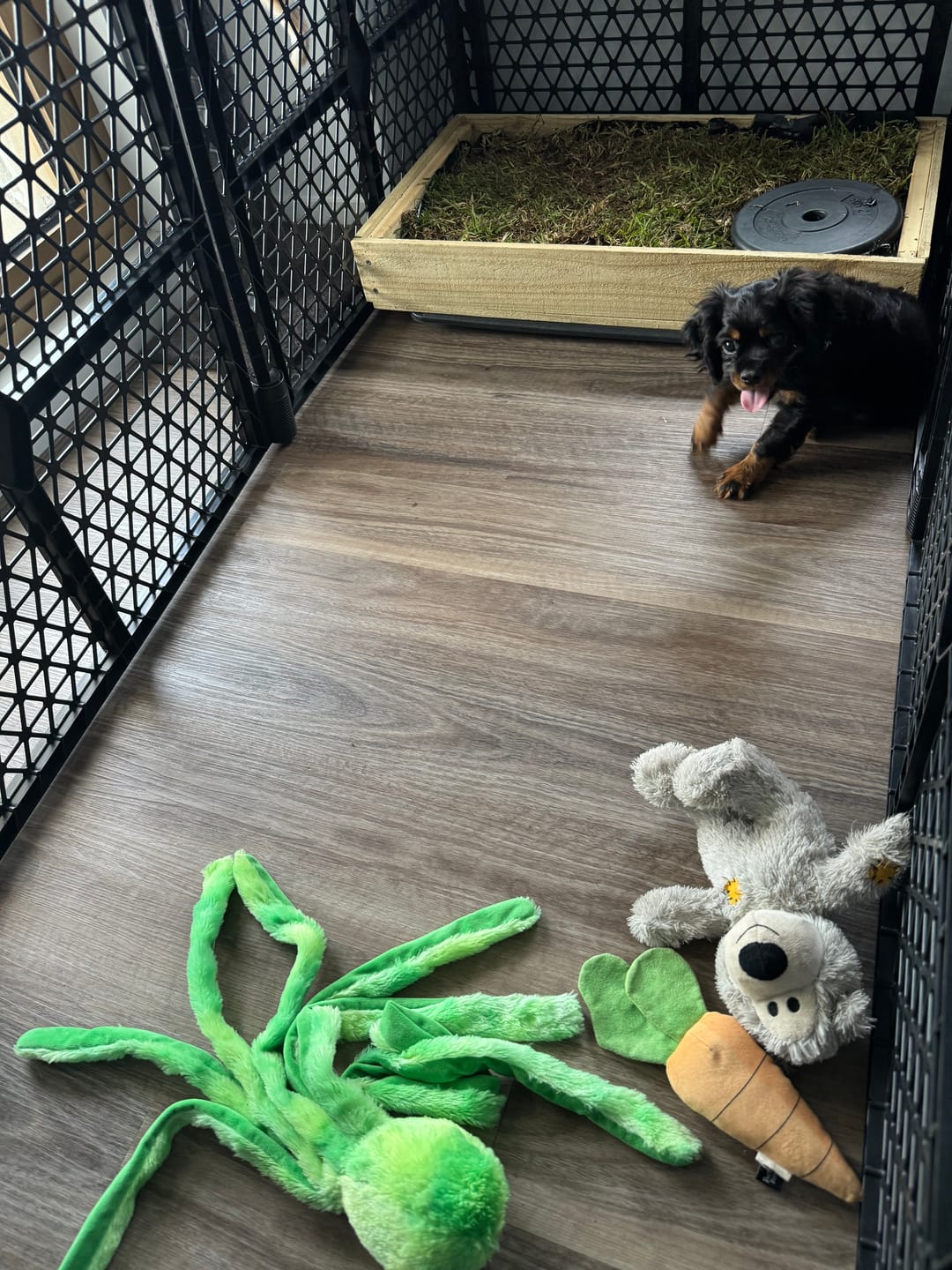 Customer photo review of PaWz Pet Foldable Portable Playpen Garden Outdoor