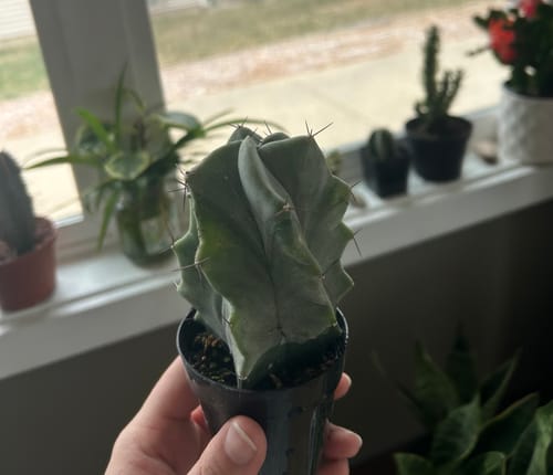 Customer photo review of Ghost Organ Cactus | Stenocereus Pruinosus