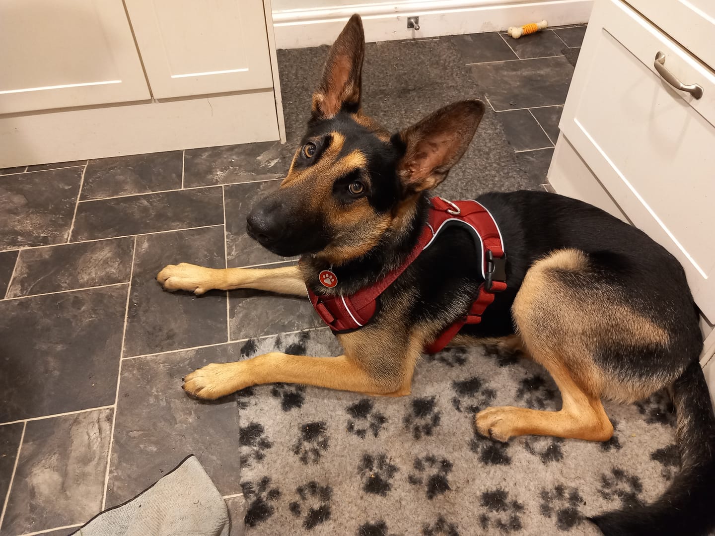 Customer photo review of Premium Comfort Harness | Non Restrictive & Adjustable - Burgundy v2.0
