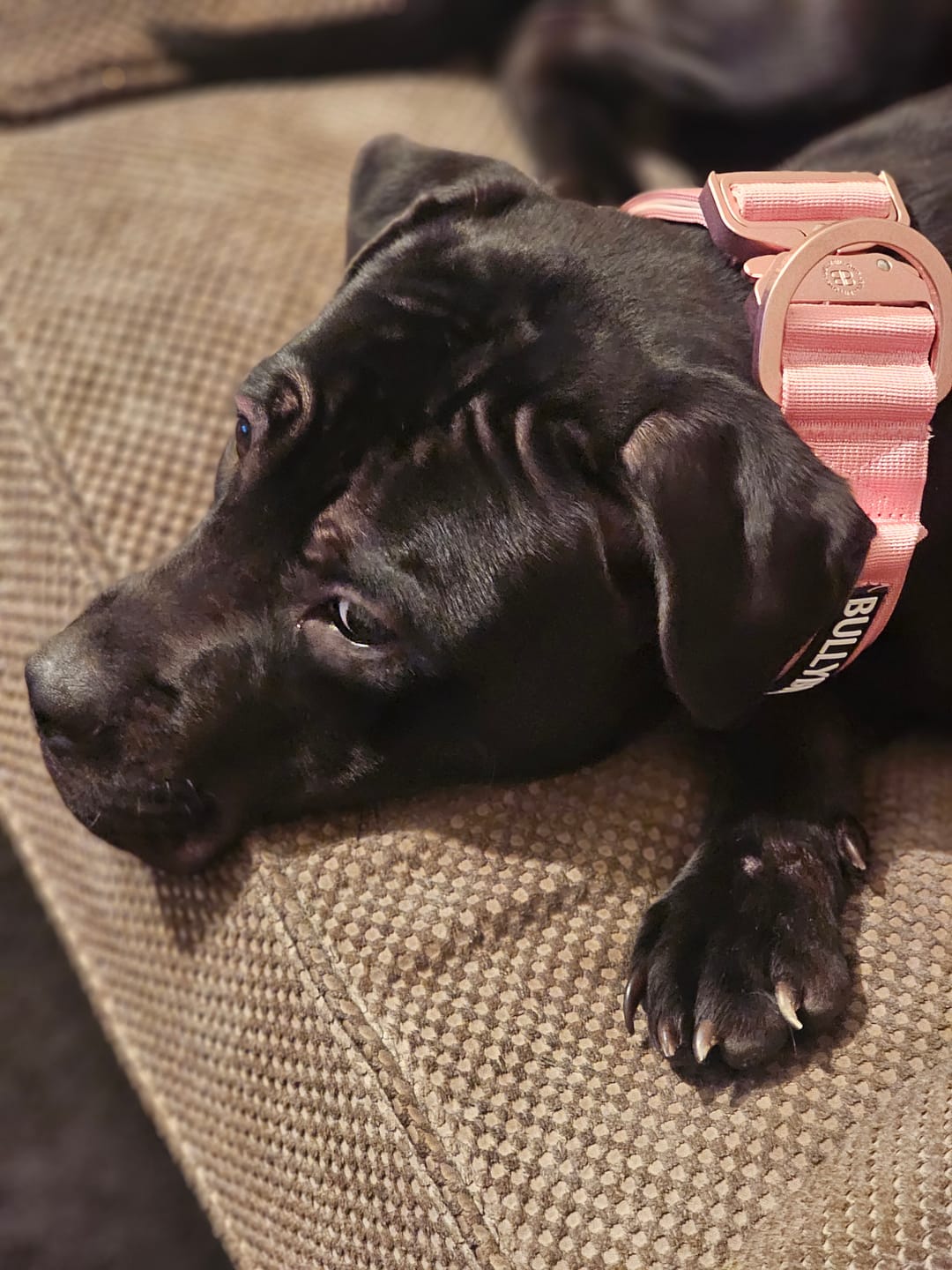 Customer photo review of 5cm LIGHTER Combat® Collar | With Handle Rated Clip - Pink x Pink