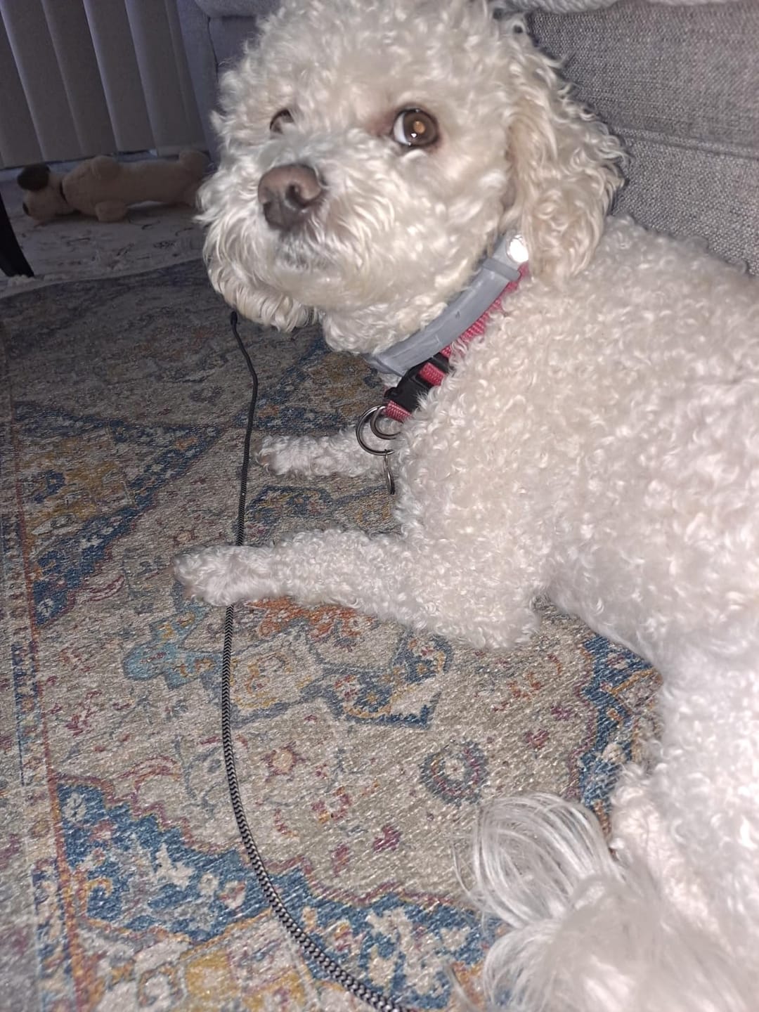 Customer photo review of DrPaws® Flea and Tick Free Collar