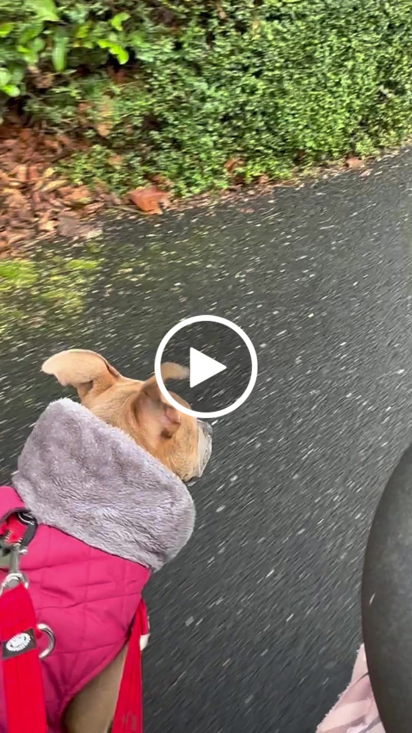 Customer video review of Double Ended Training Lead | All Breeds - Durable & Soft 2m Lead - Red