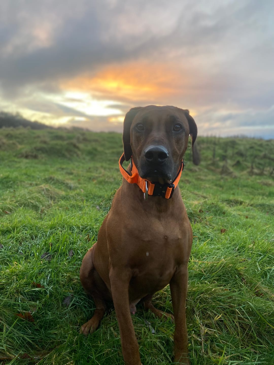 Customer photo review of 5cm Combat® Collar | With Handle & Rated Clip - Orange v2.0