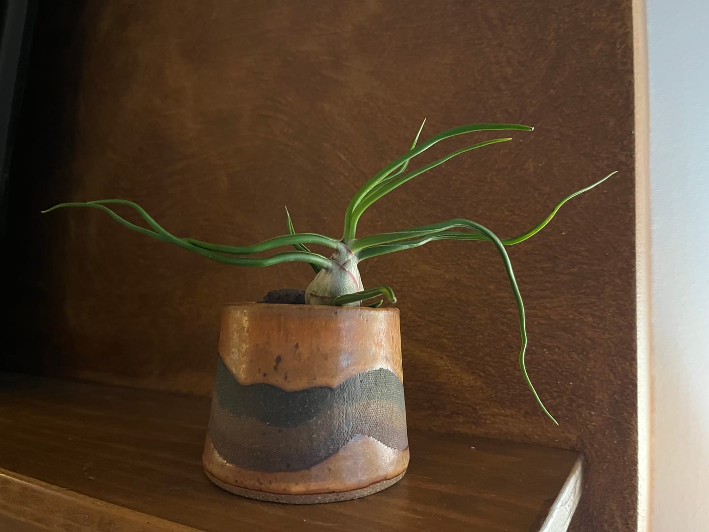 Customer photo review of Bulbosa