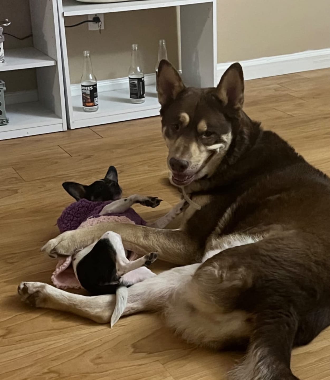 Customer photo review of DrPaws® Flea and Tick Free Collar