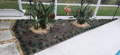 Customer photo review of Vinca Minor Bowles 50 count Flat