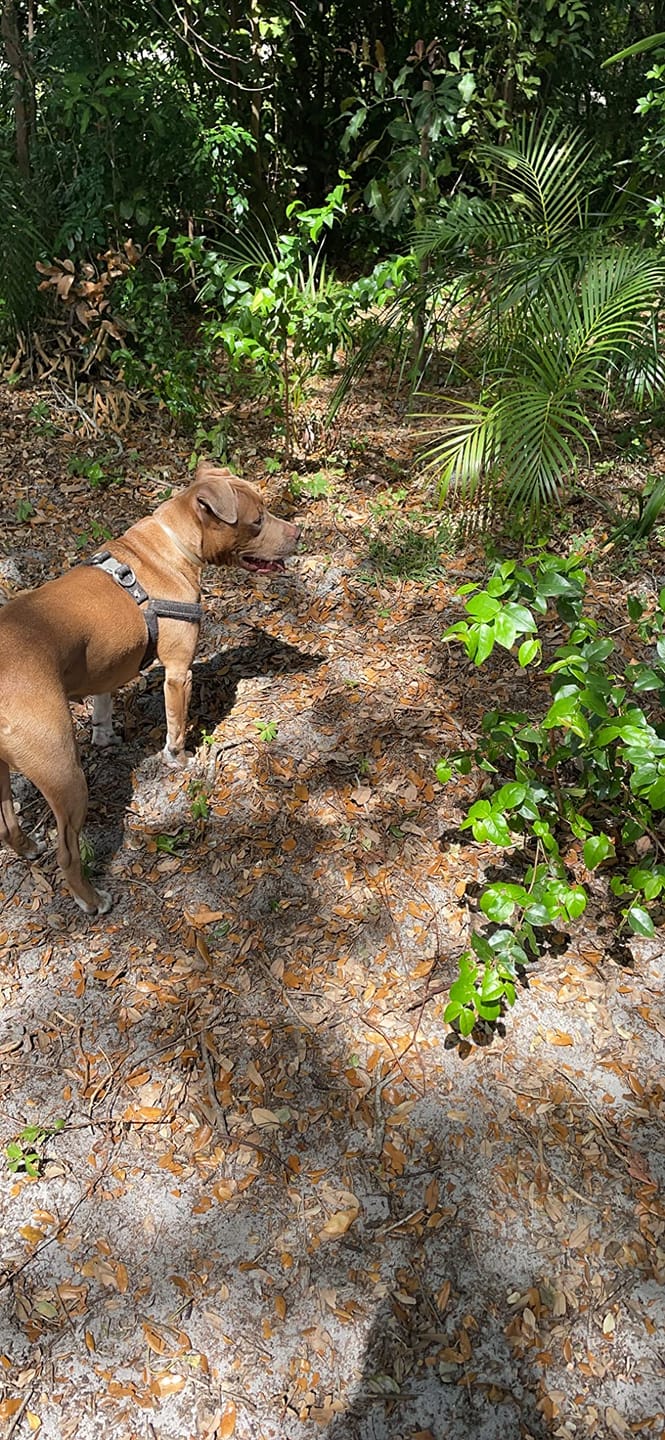 Customer photo review of DrPaws® Flea and Tick Free Collar