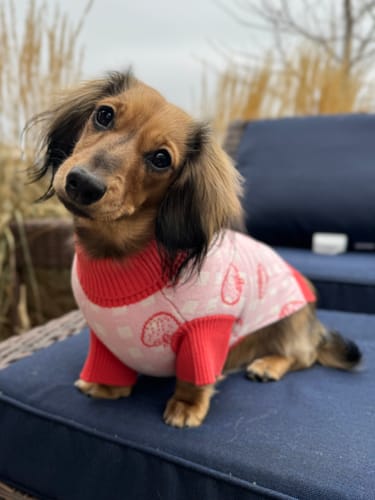Customer photo review of *LIMITED* Strawberry Knitted Dog Sweater