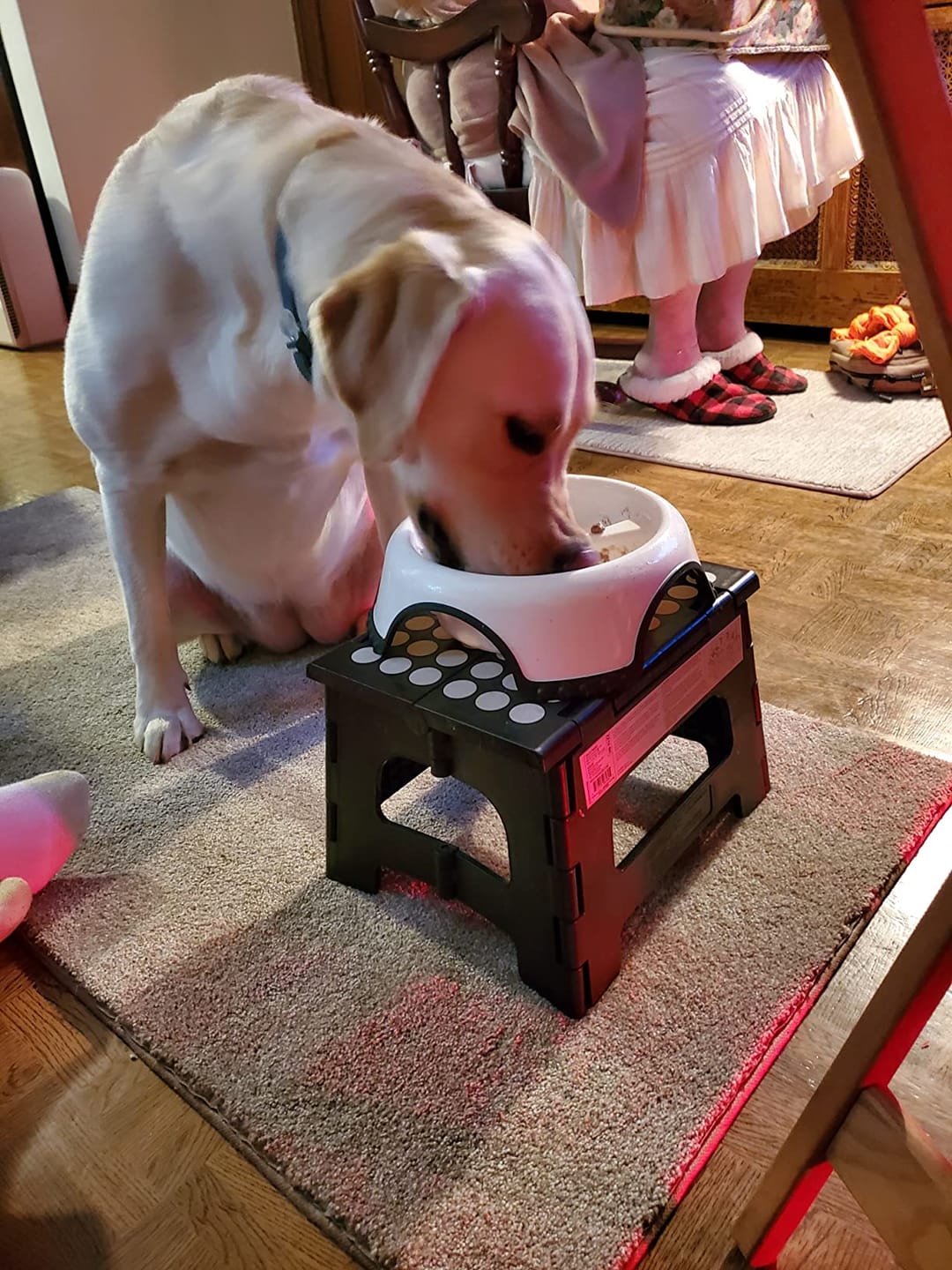 Customer photo review of DrPaws® Flea and Tick Free Collar