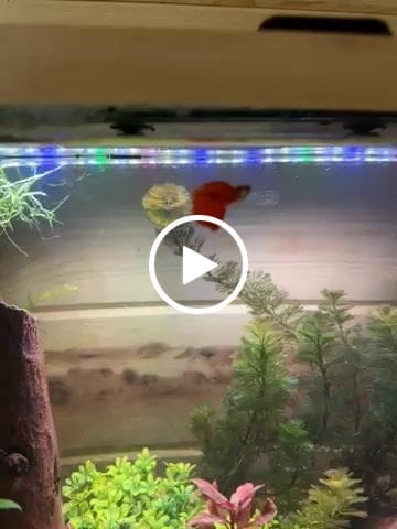 Customer video review of Albino Full Red Big Dorsal Guppy Fish