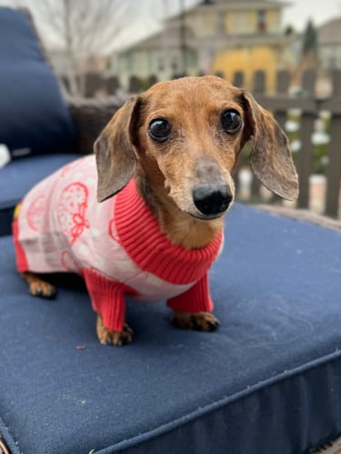 Customer photo review of *LIMITED* Strawberry Knitted Dog Sweater