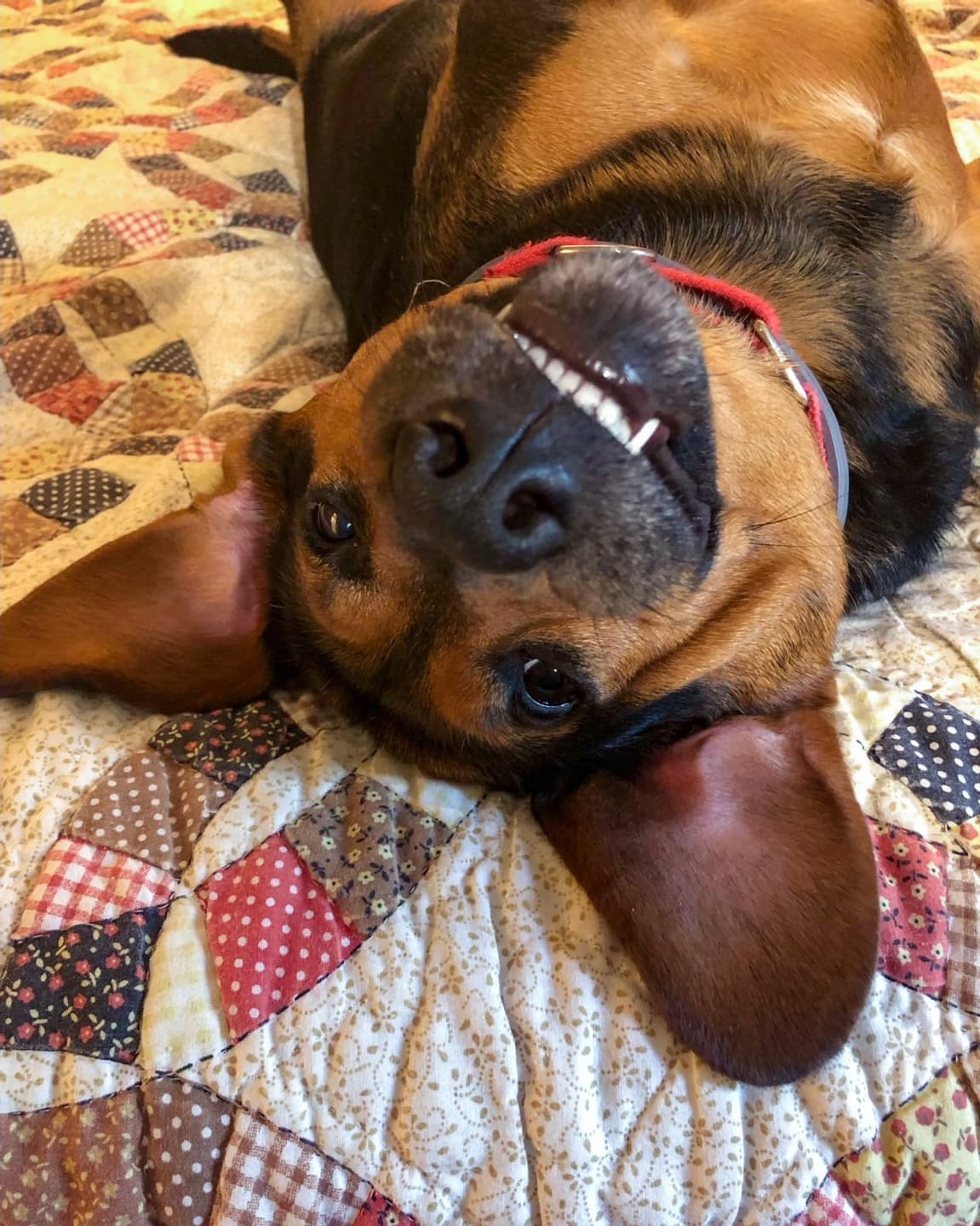 Customer photo review of DrPaws® Flea and Tick Free Collar