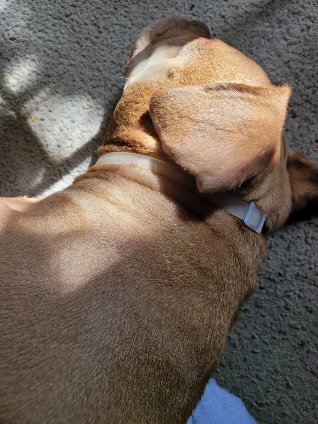 Customer photo review of DrPaws® Flea and Tick Free Collar