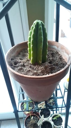 Customer photo review of San Pedro Cactus | Echinopsis (Trichocereus) pachanoi