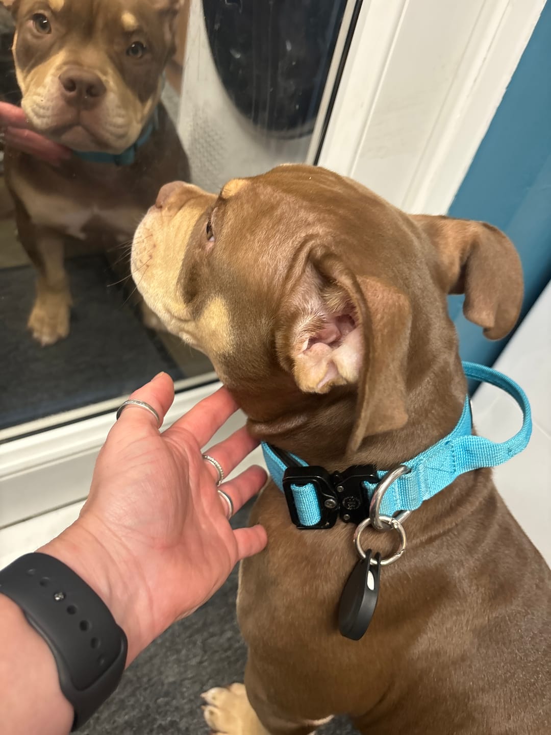 Customer photo review of 2.5cm Combat® Collar | With Handle & Rated Clip - Turquoise v2.0